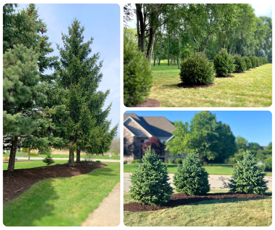 Collage of Spruce Trees providing privacy.